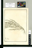 Zanichelia [sic] / Fran[cis]co Pulgar. Original drawing from Ruiz & Pavón's Expedition (1777-1816)