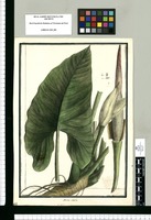 Arum volubile / Brunete. Original drawing from Ruiz & Pavón's Expedition (1777-1816)