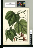 Anguria triloba; masc. flos / Galvez. Original drawing from Ruiz & Pavón's Expedition (1777-1816)