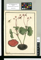 Begonia tuberosa / Ysidro Galbez. Original drawing from Ruiz & Pavón's Expedition (1777-1816)