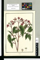 Begonia [incarnata] / Brunete. Original drawing from Ruiz & Pavón's Expedition (1777-1816)