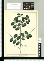 Phyllanthus / Xav[ier] Cor[tés] y Al[cocer] del. Original drawing from Ruiz & Pavón's Expedition (1777-1816)