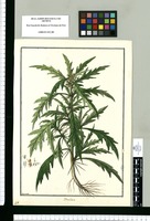 Xanthium [quercifolium] / Brunete. Original drawing from Ruiz & Pavón's Expedition (1777-1816)