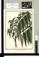Procris Lamarck illustr. Botanic. / Brunete. Original drawing from Ruiz & Pavón's Expedition (1777-1816)