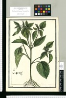 Croton [hirsutum] / Brunete. Original drawing from Ruiz & Pavón's Expedition (1777-1816)