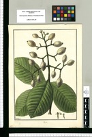 Clusia: Hermaphrodita? Polygama? / Galvez. Original drawing from Ruiz & Pavón's Expedition (1777-1816)