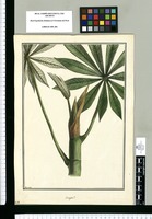 Cecropia? [digitata] / Brunete. Original drawing from Ruiz & Pavón's Expedition (1777-1816)