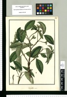 Tafalla scabra / Fran[cis]co Pulgar. Original drawing from Ruiz & Pavón's Expedition (1777-1816)