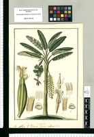 Musa: V[ulgo] Platano macho in Lima, Harta-vellaco in Tarma. Original drawing from Ruiz & Pavón's Expedition (1777-1816)