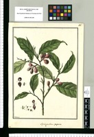 Synziganthera [sic] purpurea / Galvez. Original drawing from Ruiz & Pavón's Expedition (1777-1816)