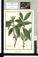 Caballeria latifolia / Brunete. Original drawing from Ruiz & Pavón's Expedition (1777-1816)
