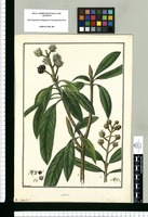 Aralia [lanceolata] / Brunete. Original drawing from Ruiz & Pavón's Expedition (1777-1816)