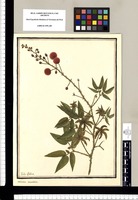 Mimosa sensitiva / Ysidro Galvez. Original drawing from Ruiz & Pavón's Expedition (1777-1816)