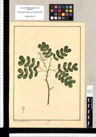 Mimosa [triflora]/ Xavier Cortez y Alcoser del. Original drawing from Ruiz & Pavón's Expedition (1777-1816)