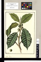 Ficus / Fran[cis]co Pulgar. Original drawing from Ruiz & Pavón's Expedition (1777-1816)