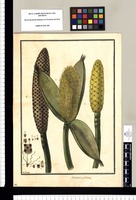 Carludovica palmata / Galvez. Original drawing from Ruiz & Pavón's Expedition (1777-1816)