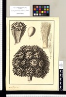 [Phytelephas macrocarpa]. Pulipuntu. Original drawing from Ruiz & Pavón's Expedition (1777-1816)
