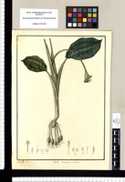 Maranta maculata / J[osé] G[abriel] R[ivera] del. Original drawing from Ruiz & Pavón's Expedition (1777-1816)