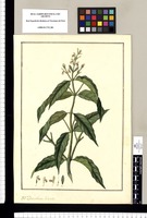 Dianthera hirsuta. Original drawing from Ruiz & Pavón's Expedition (1777-1816)
