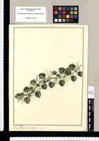 Peperomia cordata: scandens / Fran[cis]co Pulgar. Original drawing from Ruiz & Pavón's Expedition (1777-1816)