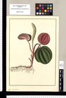 Peperomia / Jose Rivera del. Original drawing from Ruiz & Pavón's Expedition (1777-1816)