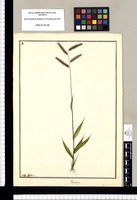 Paspalum / Ysidro Galvez. Original drawing from Ruiz & Pavón's Expedition (1777-1816)