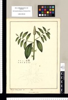 Gen. nov.: Anagallidi accedens [Sphenoclea zeylanica] / Xavier Cortés y Alcocer del. Original drawing from Ruiz & Pavón's Expedition (1777-1816)
