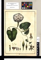 Convolvulus clavatus / Xav[ier] Cort[és] y Alc[ocer] del. Original drawing from Ruiz & Pavón's Expedition (1777-1816)