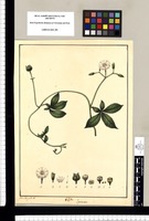 Ipomoea / Xav[vier] Cort[tés] y Alc[ocer] del. Original drawing from Ruiz & Pavón's Expedition (1777-1816)