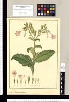 Nicotiana tabacum / Jose Rivera del. Original drawing from Ruiz & Pavón's Expedition (1777-1816)