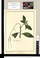 Tournefortia dependens / Xavier Cortes y Alcoser del. Original drawing from Ruiz & Pavón's Expedition (1777-1816)