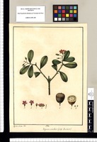 Jacquinia armillaris: vulgo Barbasco / Xavier Cortez del. Original drawing from Ruiz & Pavón's Expedition (1777-1816)