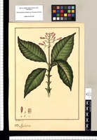 Psychotria / Jose Rivera del. Original drawing from Ruiz & Pavón's Expedition (1777-1816)