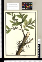 An Sideroxylon? / Brunete. Original drawing from Ruiz & Pavón's Expedition (1777-1816)
