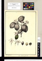 Gardenia spinosa?: L. / Xavier Cortes y Alcoser del. Original drawing from Ruiz & Pavón's Expedition (1777-1816)