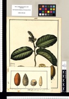 Hirtella argentea: (Vulgo Huayhi) / José Gab[rie]l Rivera del. Original drawing from Ruiz & Pavón's Expedition (1777-1816)