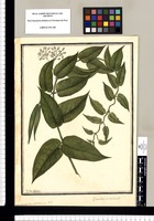 Cynanchum racemosum F.P., Cynanchum suberosum? L. / Ysidro Galvez. Original drawing from Ruiz & Pavón's Expedition (1777-1816)