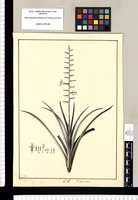 Tillandsia? / Xav[ier] Cor[tés] y Al[cocer] del. Original drawing from Ruiz & Pavón's Expedition (1777-1816)