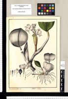 Pontederia / Xav[ier] Cortes de Alcocer del. Original drawing from Ruiz & Pavón's Expedition (1777-1816)