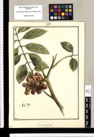 Guarea acuminata / Brunete. Original drawing from Ruiz & Pavón's Expedition (1777-1816)