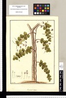 Vaccinium? repens / Fran[cis]co Pulgar. Original drawing from Ruiz & Pavón's Expedition (1777-1816)