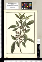 TriChilea? / Brunete. Original drawing from Ruiz & Pavón's Expedition (1777-1816)