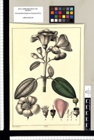[Rhexia] / Xavier Cortés del. Original drawing from Ruiz & Pavón's Expedition (1777-1816)
