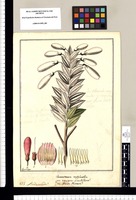 Ceratostema cordylantha: ¿an varietas grandiflorae? an species diversa?, Andromeda?. Original drawing from Ruiz & Pavón's Expedition (1777-1816)