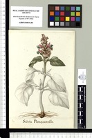 Salvia Patzquarensis. Original drawing from Sessé & Mociño's Expedition (1787-1803)
