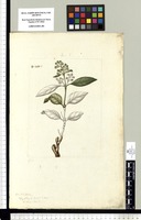[Buddleja cordata H. B. K. (Loganiaceae)]. Original drawing from Sessé & Mociño's Expedition (1787-1803)