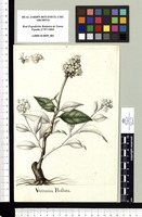 Varronia Bullata. Original drawing from Sessé & Mociño's Expedition (1787-1803)