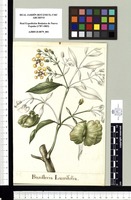 Banisteria Laurifolia. Original drawing from Sessé & Mociño's Expedition (1787-1803)