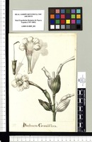 Buchnera Grandiflora. Original drawing from Sessé & Mociño's Expedition (1787-1803)
