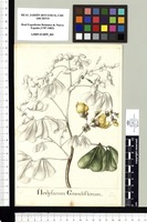 Hedysarum Grandiflorum. Original drawing from Sessé & Mociño's Expedition (1787-1803)